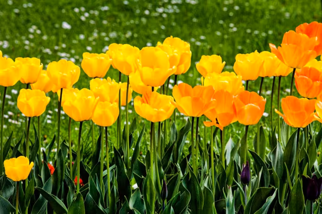 Bouture au Printemps : 15 Plantes Faciles (Mars-Mai)