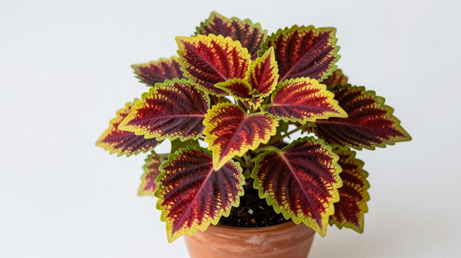 Coleus (Coléus)